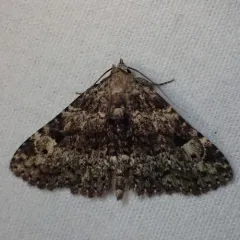 Common Fungus Moth thumbnail 3