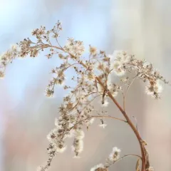 Canada goldenrod thumbnail 3