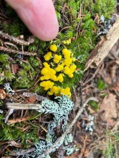 Physarum virescens thumbnail 1
