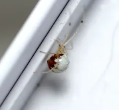 Eastern Long-legged Cobweaver thumbnail 2