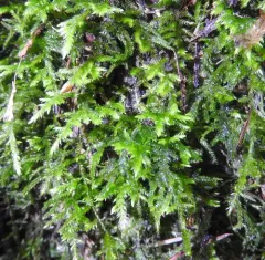 Mouse-tail Moss thumbnail 1