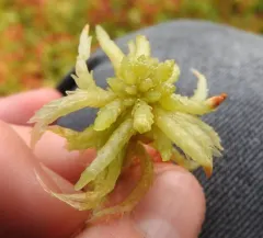 Divine Bogmoss thumbnail 2