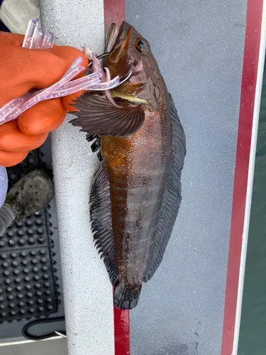 Alaskan Ronquil