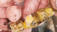 Mud-shrimp Isopod thumbnail 2
