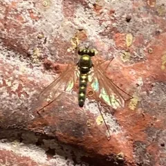 Amblypsilopus scintillans thumbnail 4