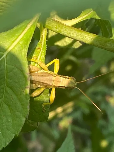 Yarrow's Grasshopper