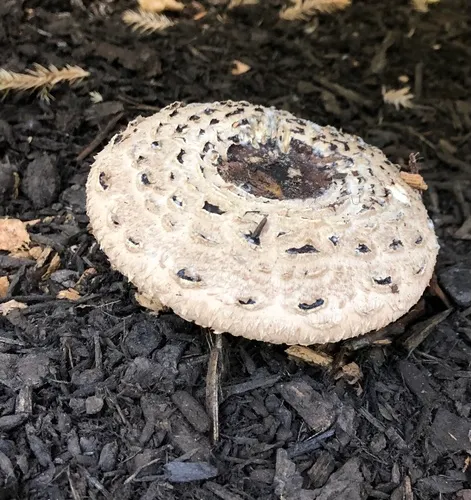 Shaggy Parasol