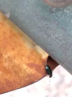 Red-legged Ham Beetle thumbnail 2