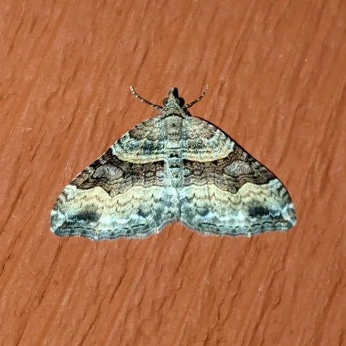 Xanthorhoe defensaria