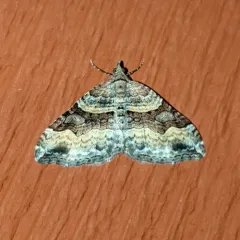 Xanthorhoe defensaria thumbnail 1