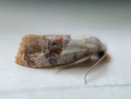 Thyraylia bunteana