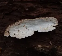 Perenniporia ohiensis thumbnail 2