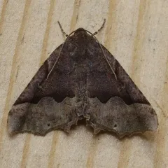Honest Pero Moth thumbnail 3