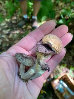 Lactarius purpureoechinatus thumbnail 2