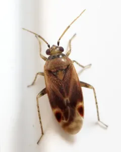 Plagiognathus delicatus thumbnail 3
