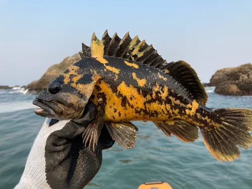 Black-and-yellow Rockfish