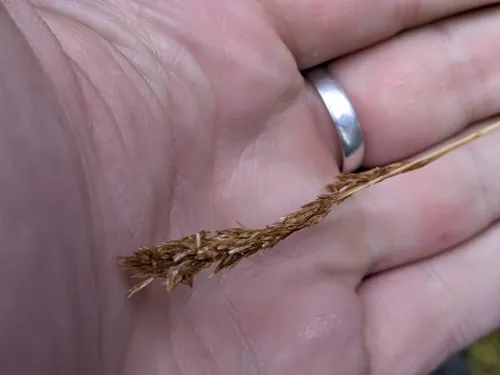 Shortleaf Hairgrass