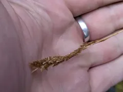 Shortleaf Hairgrass thumbnail 1