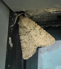 Scotogramma submarina thumbnail 2