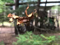 Wandering House Cobweaver thumbnail 2