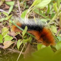 Ranchman's Tiger Moth thumbnail 4