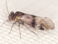 Indiopsocus bisignatus thumbnail 3