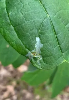 Sassafras Caloptilia Moth thumbnail 3