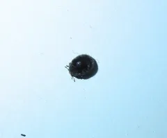 Rhyzobius forestieri thumbnail 3