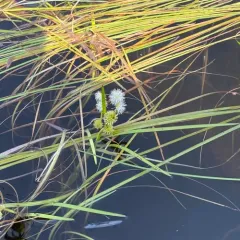 Floating Bur-reed thumbnail 3