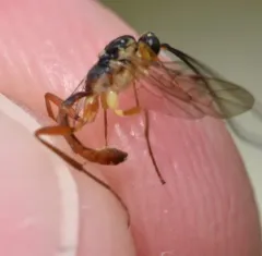 Lissonota rubrica thumbnail 4