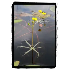 swollen bladderwort thumbnail 3