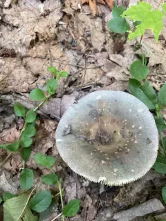 Modest Russula thumbnail 3