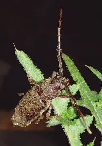 Enaphalodes hispicornis