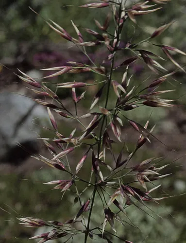 One-and-a-half-flower Small-reedgrass