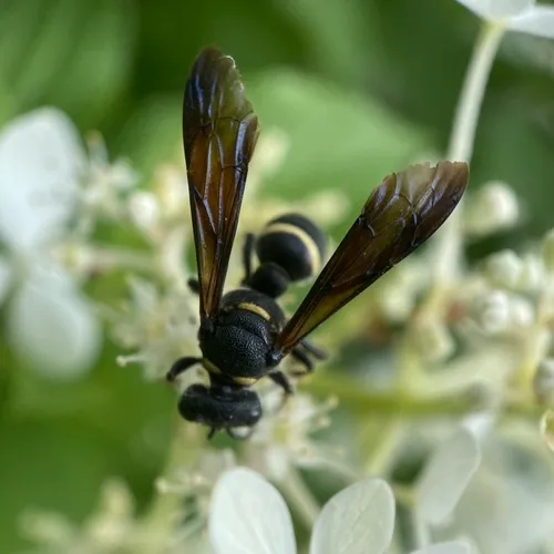 Smoky-winged Beetle Bandit Wasp
