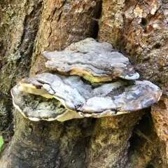Ochre-banded Conk thumbnail 3