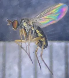 Gymnopternus exilis thumbnail 2
