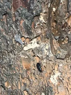 Red-legged Ham Beetle thumbnail 1