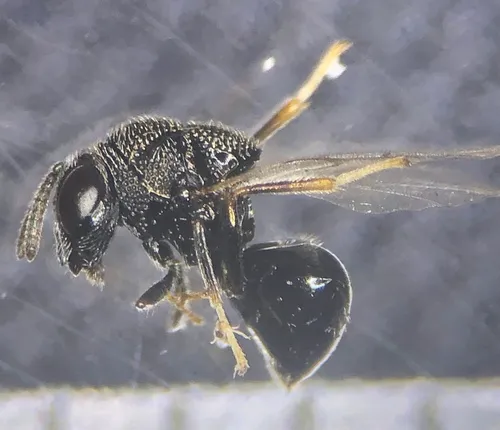 Perilampus fulvicornis