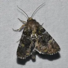 Oligia chlorostigma thumbnail 3