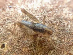 Pristoceuthophilus cercalis thumbnail 1