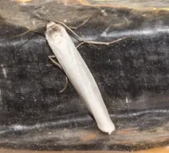 Pearly-winged Lichen Moth thumbnail 2