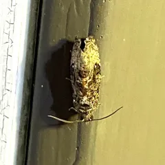 Dotted Gymnandrosoma Moth thumbnail 3