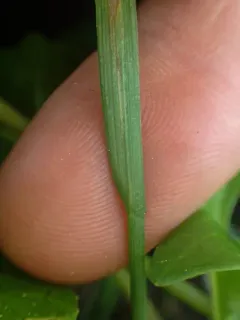 Cusick's Bluegrass thumbnail 1