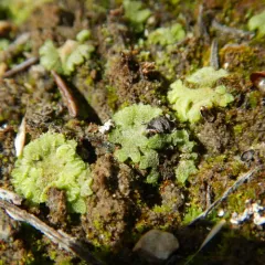 Cavernous Crystalwort thumbnail 4