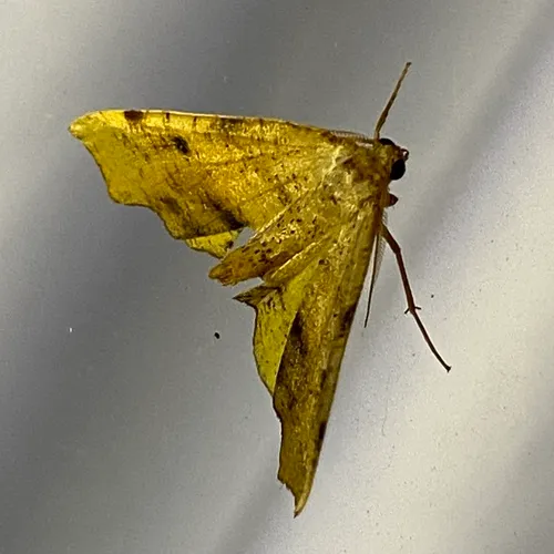 Fervid Plagodis Moth