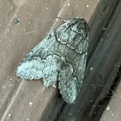 Double-lined Prominent thumbnail 3