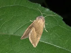 Frothy Moth thumbnail 3