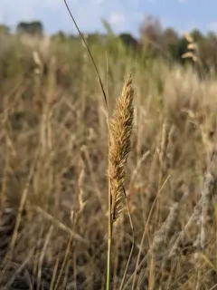Plains Reedgrass thumbnail 2
