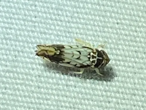 Scaphoideus obtusus